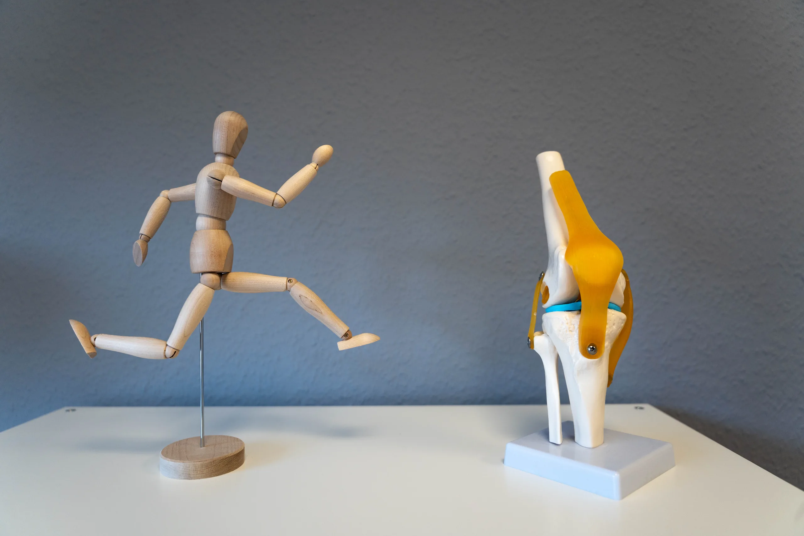 Anatomisches Lauf-Modell und Kniegelenk-Modell